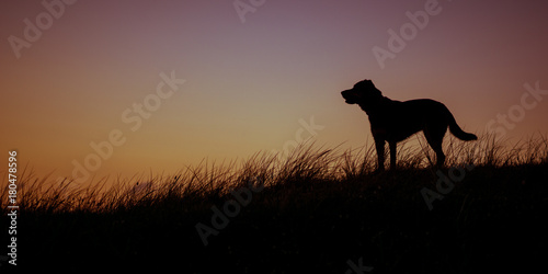 Hund Silhouette in Düne