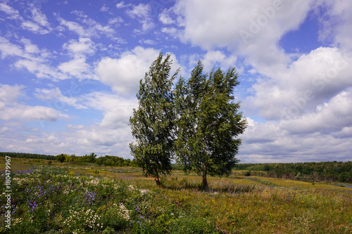 Two birches in the field on a summer day.