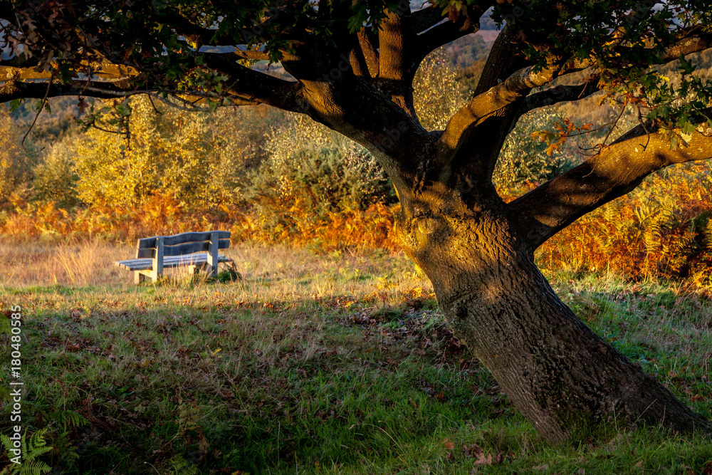 Autumn Sunshine on an Oak Tree in the Ashdown Forest Autumn Sunshine on an Oak Tree in the Ashdown Forest