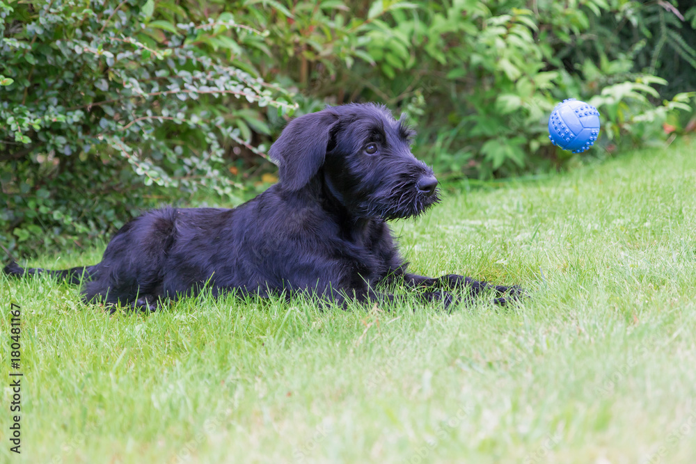 Puppy of Giant Black Schnauzer dog is lying on the lawn and watching a flying blue ball Puppy of Giant Black Schnauzer dog is lying on the lawn and watching a flying blue ball