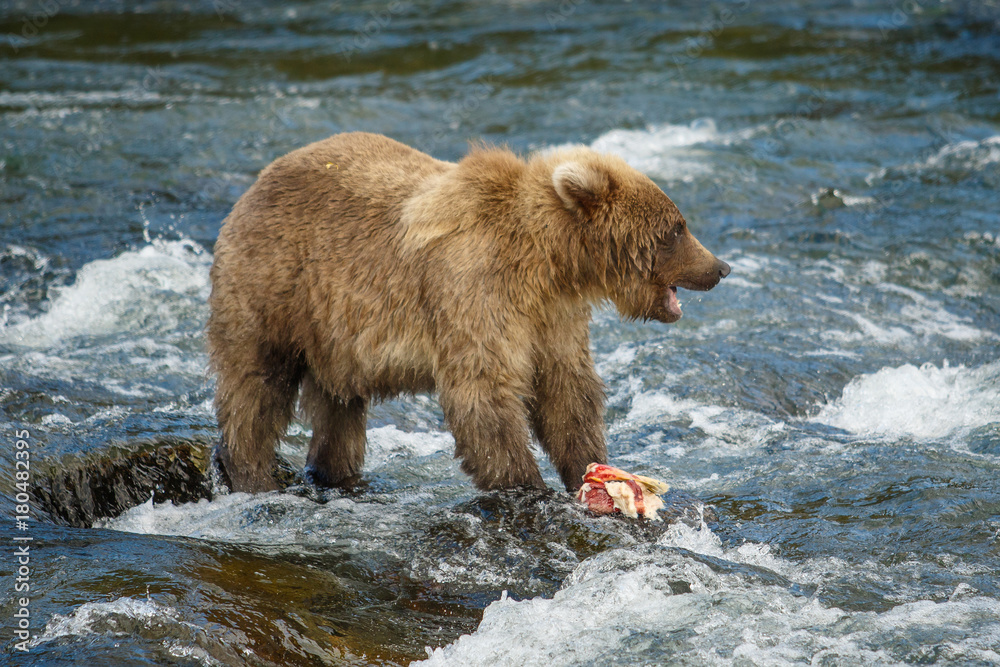 Baby bear playing with salmon, Katmai NP, Alaska Baby bear playing with salmon, Katmai NP, Alaska