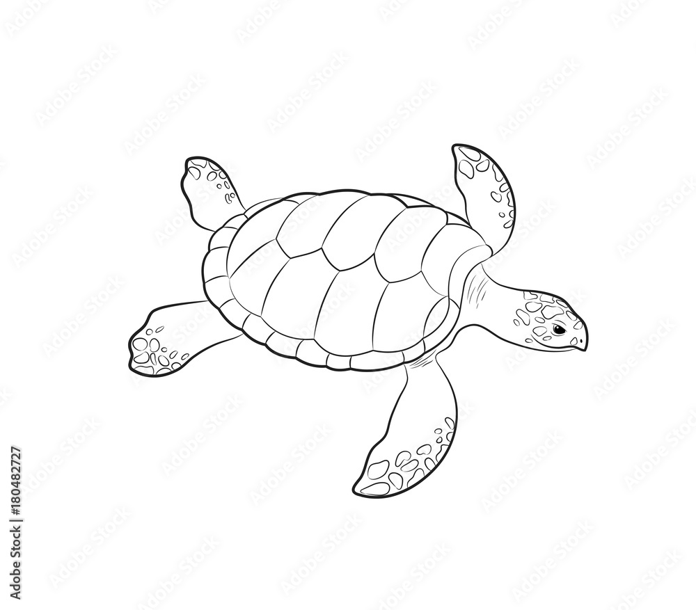Cartoon Ocean Water Creature Sea Turtle Tortoise Drawing Elements PNG  Images | PSD Free Download - Pikbest