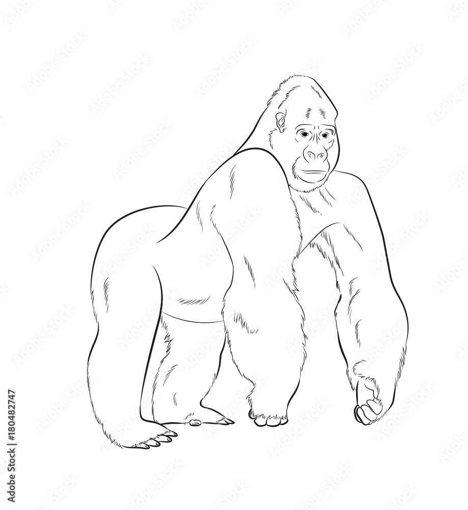 Obraz premium Gorilla Drawing Vector Illustration