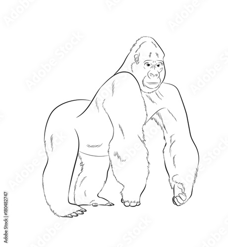 Gorilla Drawing Vector Illustration