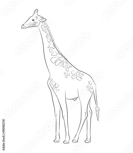 Giraffe Drawing Vector Illustration