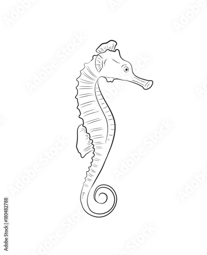 Seahorse Drawing Vector Illustration
