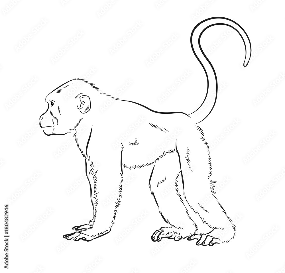 Obraz premium Monkey Sketching Vector Illustration