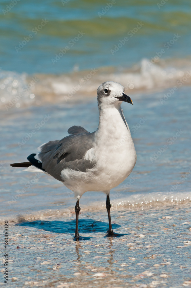 Single seagull /  Single seagull standing on a tropical shoreline waiting to scavenge for next meal on the gulf of Mexico
