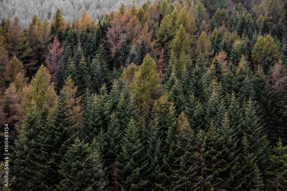 Fototapeta premium Alberi