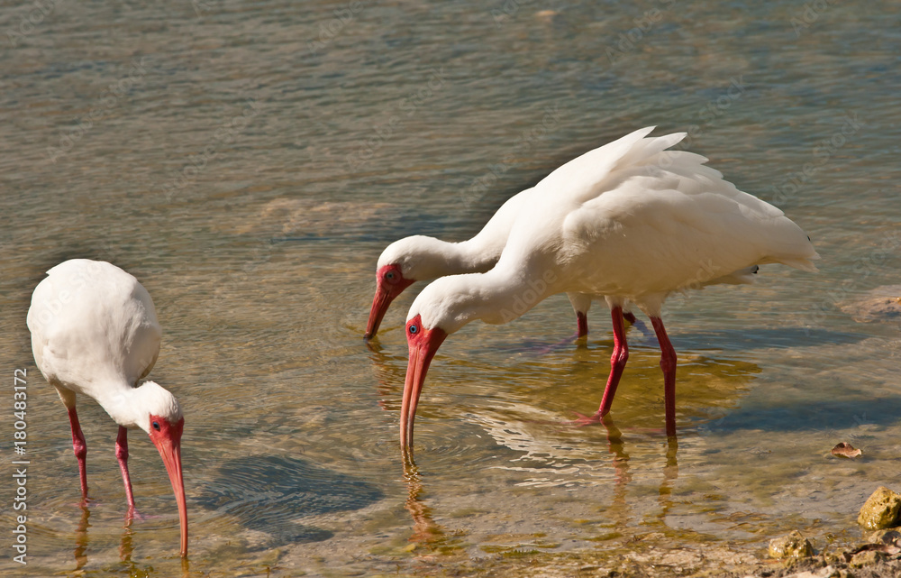 Obraz premium Three white Ibis / seabirds, feeding in a tropical pond on a sunny autumn day
