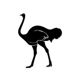 Ostrich Silhouette Vector