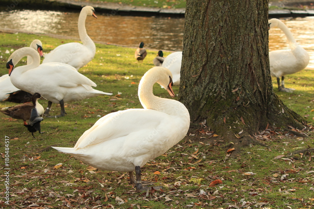 a flock of white swans on the shore of the lake a flock of white swans on the shore of the lake