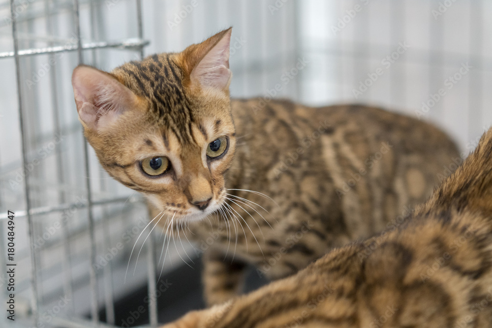 leopard cat in a cage