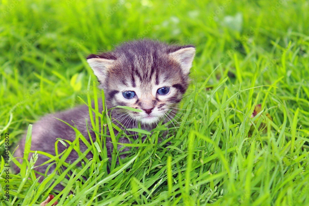 striped little kitten playing in the green grass