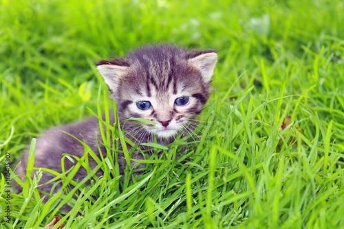 striped little kitten playing in the green grass