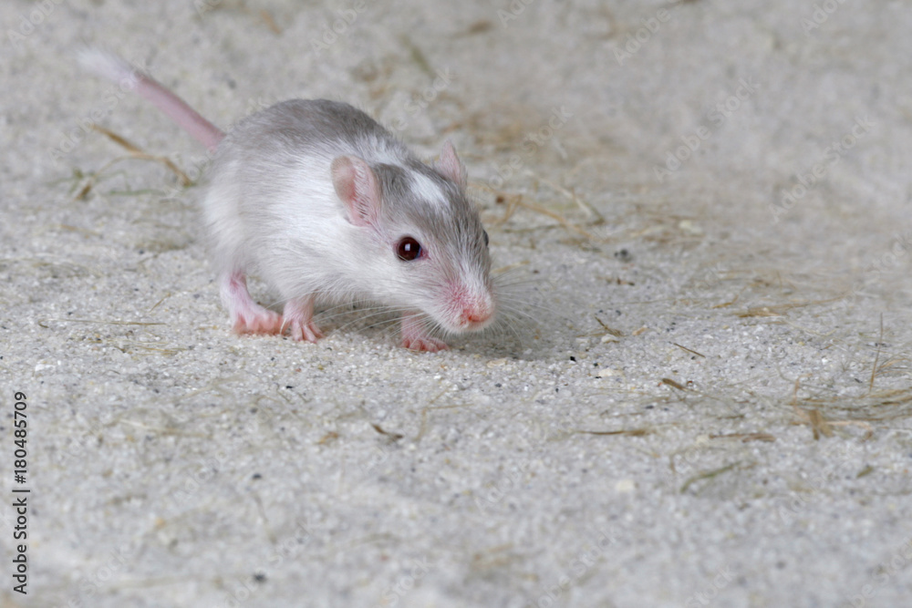 Rennmaus Farbschlag geht auf Betrachter zu