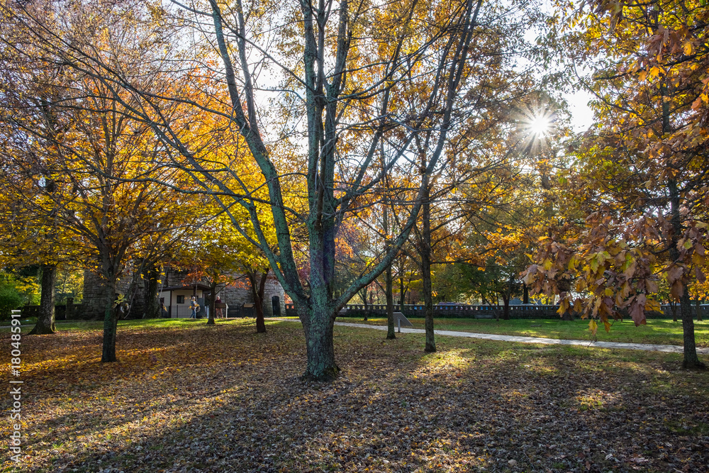 Point Park Trees