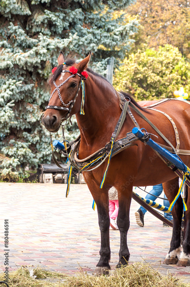 bay horse with decorative bridle portrait, close-up bay horse with decorative bridle portrait, close-up