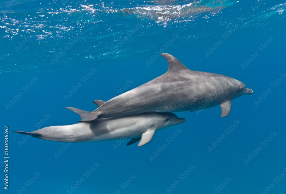 Obraz premium Family of dolphins (mother and baby) swimming underwater in the blue sea