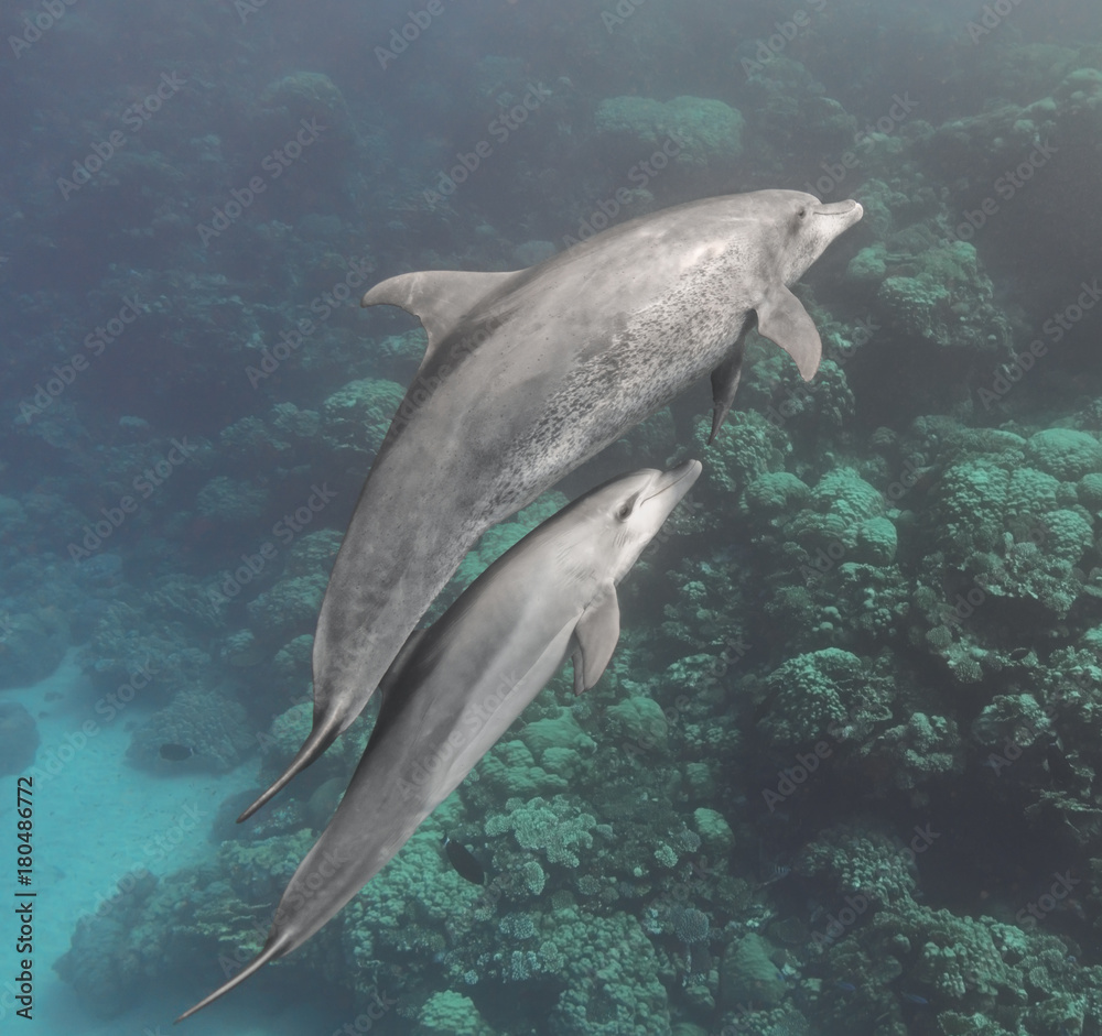 Obraz premium Bottlenose dolphins family (mother and baby) swimming underwater in the sea near the coral reef