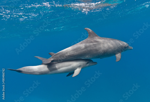 Family of dolphins (mother and baby) swimming underwater in the blue sea