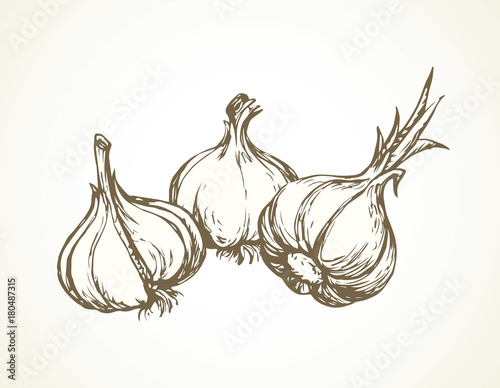 Garlic. Vector illustration