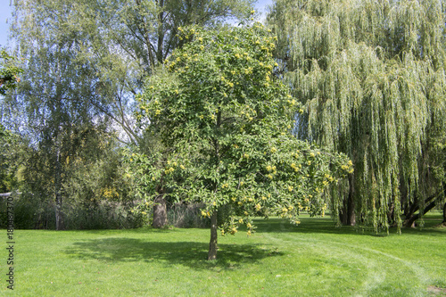 Castanea sativa tree during early autumn in the park, branches full of sweet chestnuts in spiny cupules and leaves photo