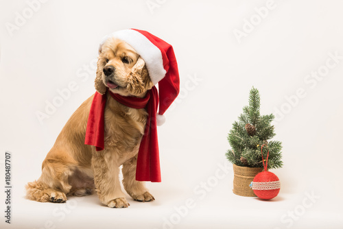 American cocker spaniel with Santa's cap and a red scarf on white background. The dog sits, side view. Red christmas tree and ball near dog. © o_lypa