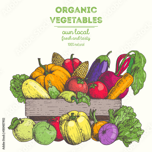Harvest of vegetables in the basket. Hand drawn vector illustration. Engraved style.