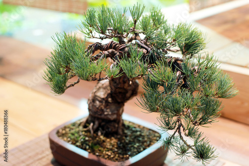 Dwarf pine bonsai in a pot