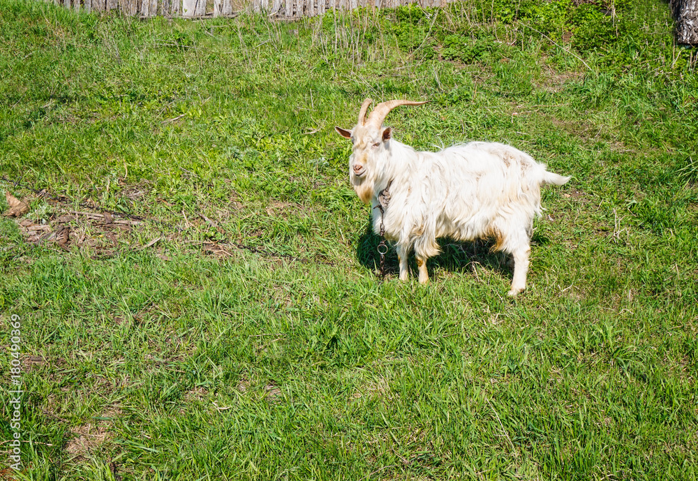 A white goat grazing on the grass near a summer fence A white goat grazing on the grass near a summer fence
