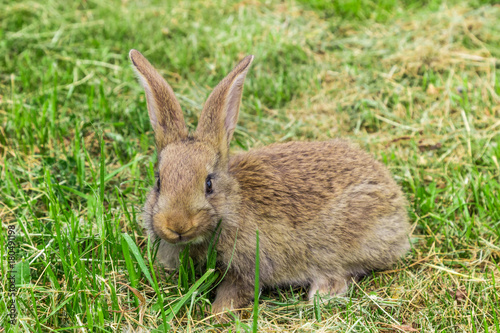 scared look  of young grey rabbit