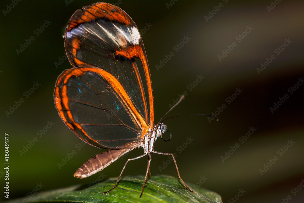 Naklejka premium Greta Oto, transparent winded butterfly lying on a green leaf