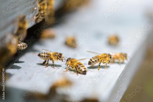 Closeup of bees on a hive Fototapeta