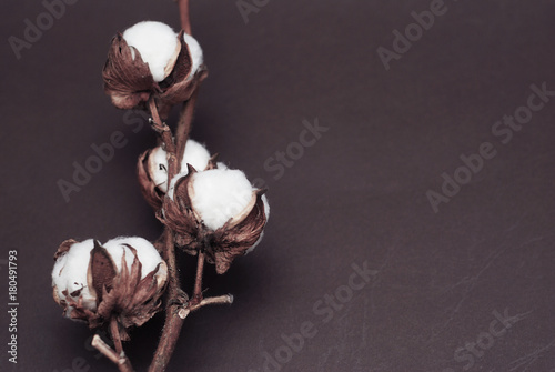 Dried White Fluffy Cotton Flower Top View onBrown Background with Copy Space. Floral Composition. photo