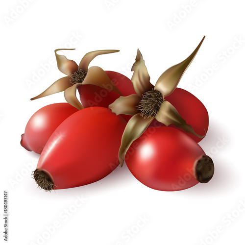 dog rose, realistic vector illustration