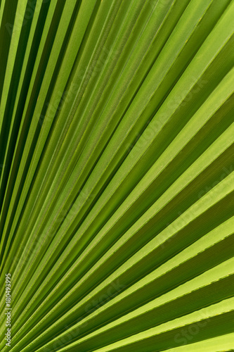 Lines and textures of Green Palm leaves