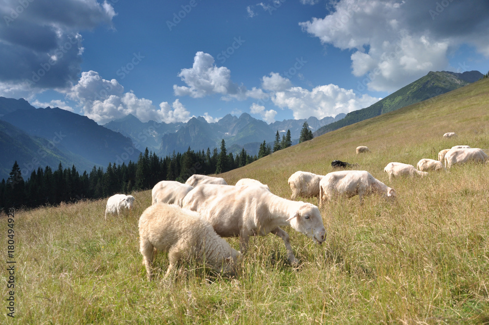 Kulturowy wypas owiec w Tatrach