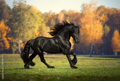 Fototapeta Duży czarny koń biega w lasowym tle