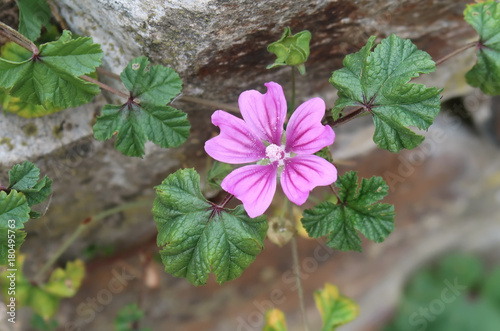 Mallow common