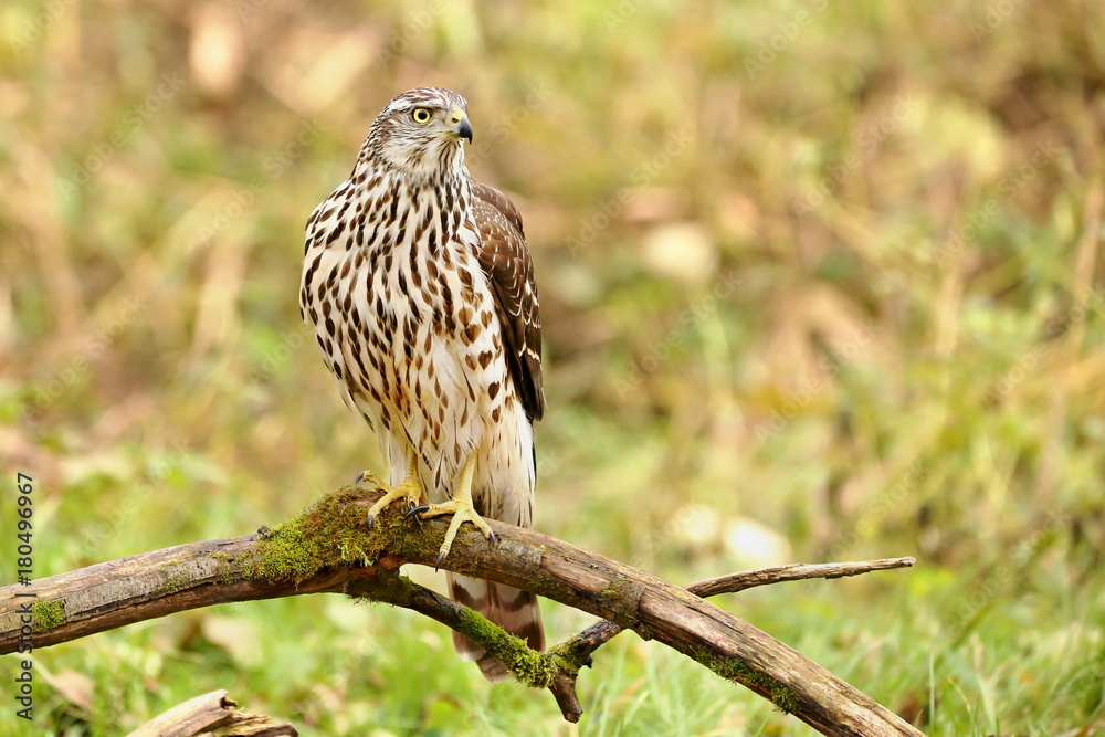 Birds of prey - Young northern goshawk (Accipiter gentilis). Wildlife scenery, Slovakia, Europe. Birds of prey - Young northern goshawk (Accipiter gentilis). Wildlife scenery, Slovakia, Europe.