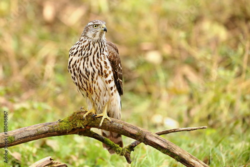 Birds of prey - Young northern goshawk (Accipiter gentilis). Wildlife scenery, Slovakia, Europe.