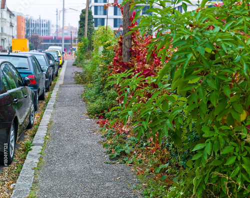 overgrown walkway