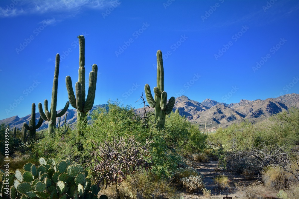 Sabino Canyon Recreation Area Coronado National Forest Tucson Arizona