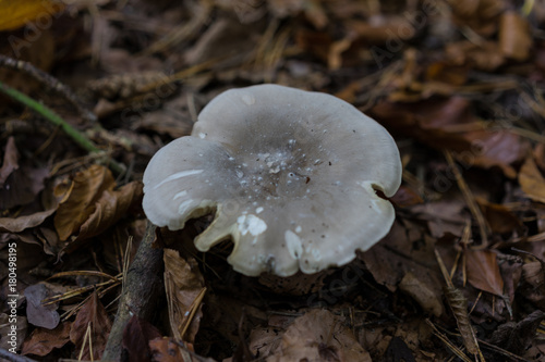 white mushroom in forest surrouned by brown leaves