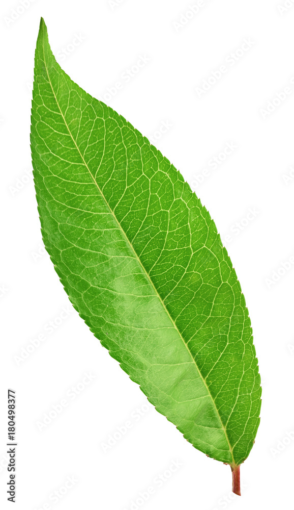 Obraz premium Fresh green leaf isolated with clipping path