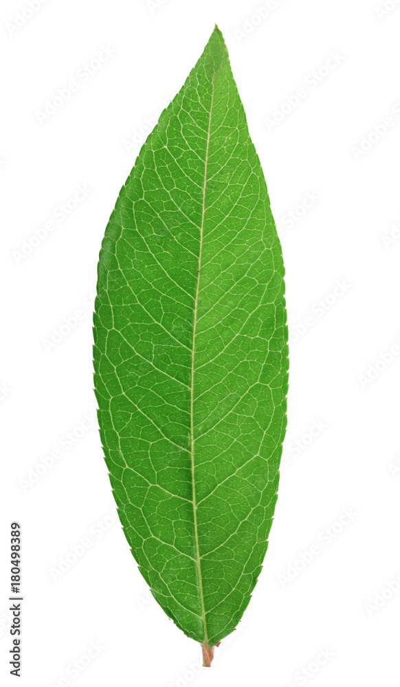 Obraz premium Fresh green leaf isolated with clipping path