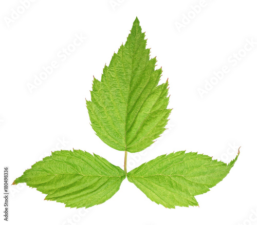 Fresh green leaf isolated with clipping path