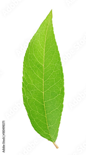 Fresh green leaf isolated with clipping path