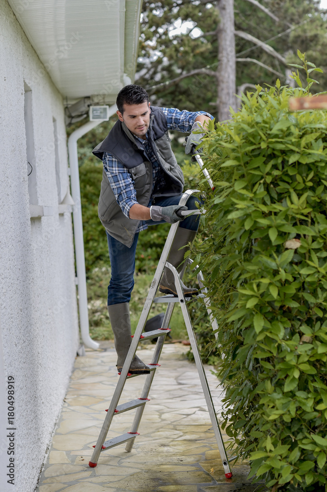 Man on stepladder pruning hedge with secateurs
